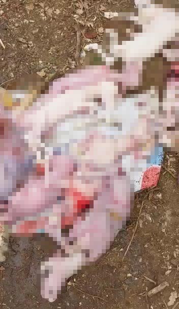 Bir batında doğan 7 kuzu ve anneleri telef oldu