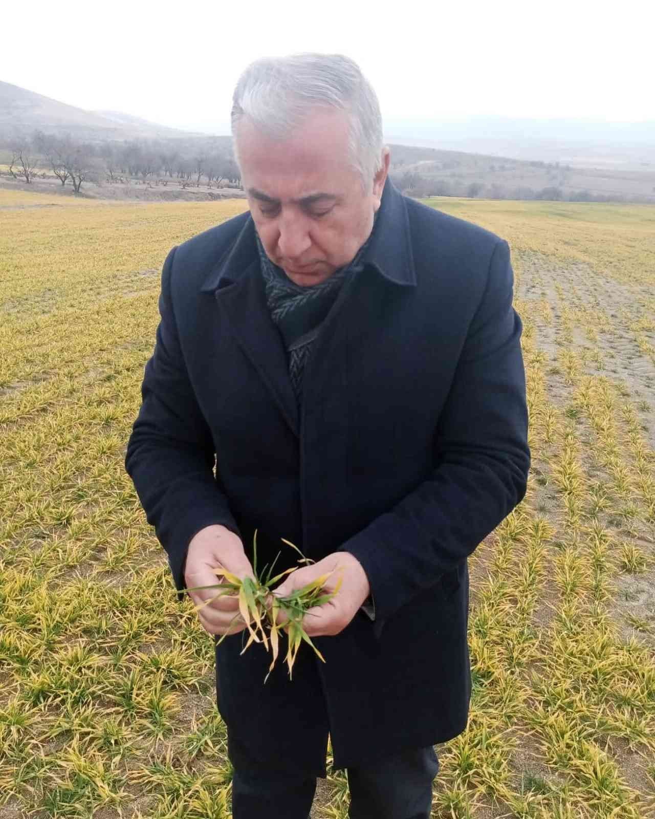 Elazığ’da hububat ve meyve ağaçlarında fenolojik gözlem çalışması yapıldı