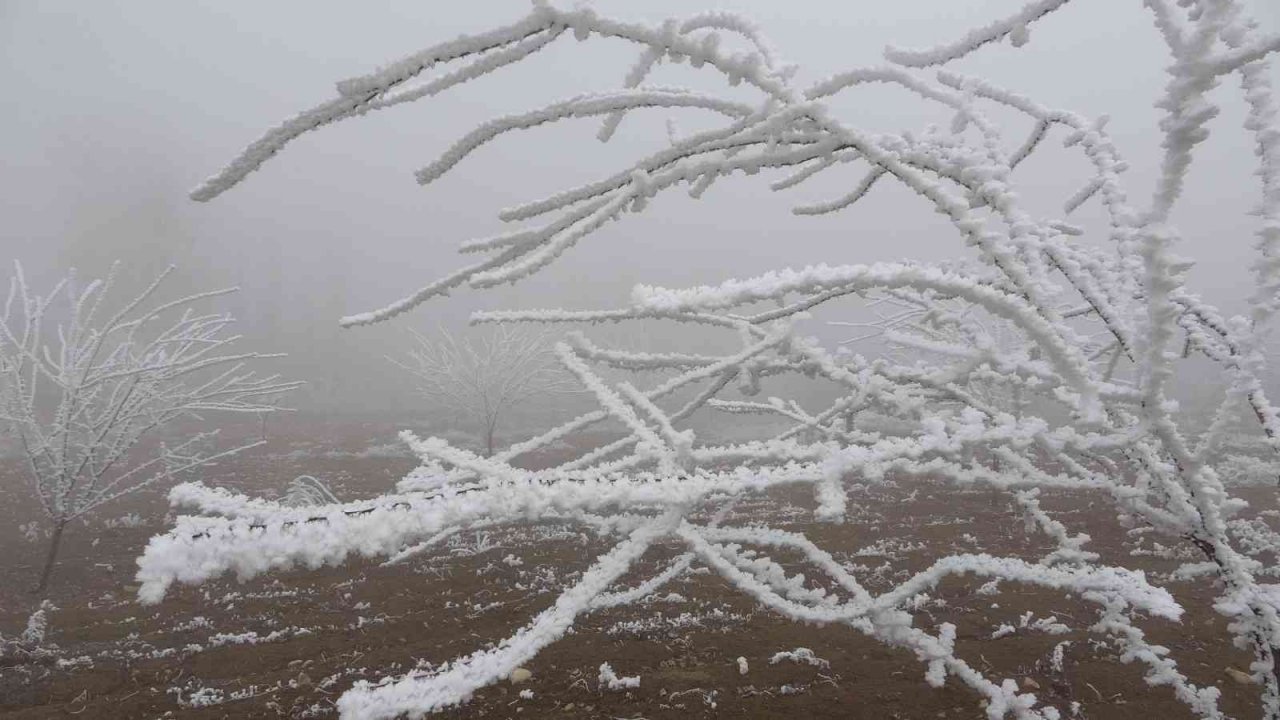 Böylesi ilk kez gürüldü: Kırağı ağaçların dallarını kırdı
