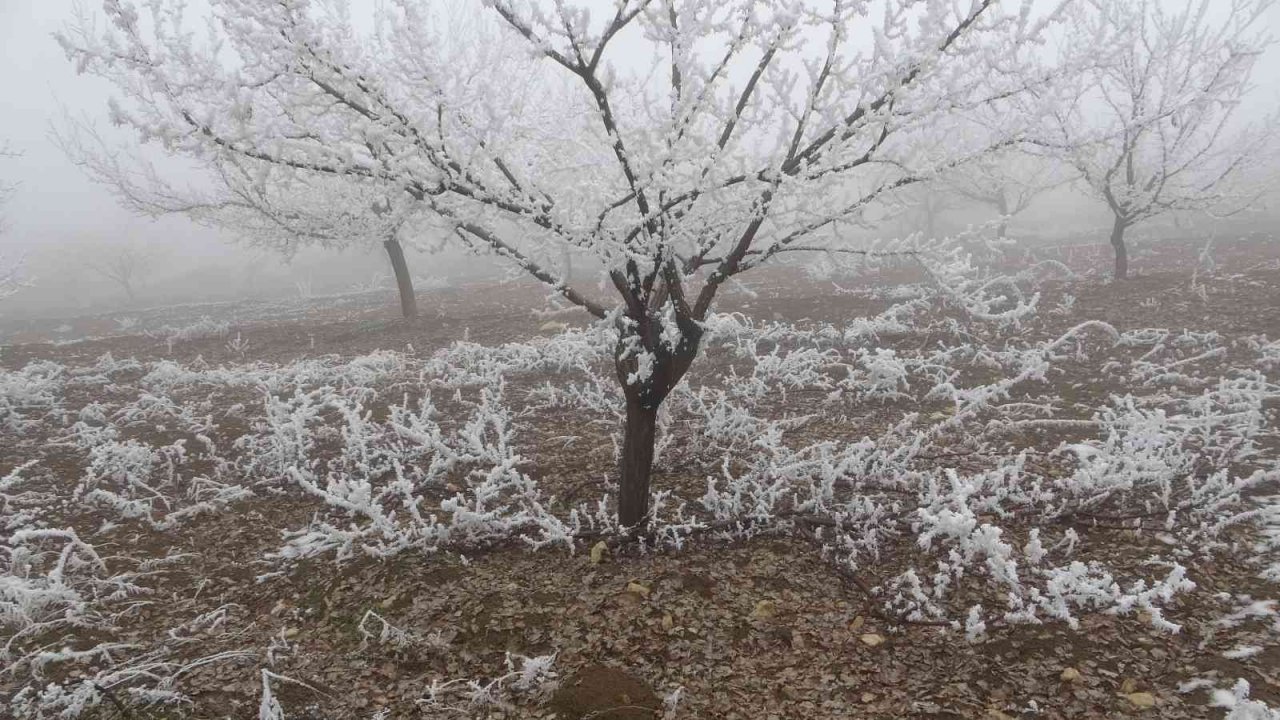 Böylesi ilk kez gürüldü: Kırağı ağaçların dallarını kırdı