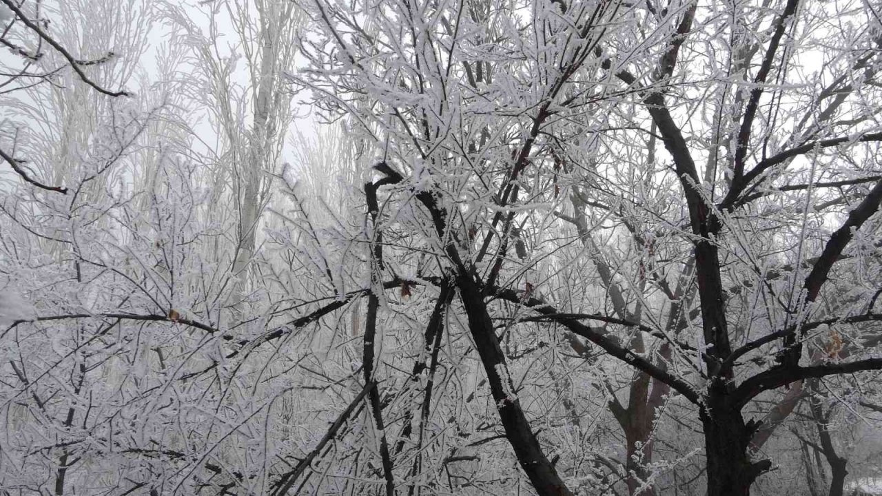 Böylesi ilk kez gürüldü: Kırağı ağaçların dallarını kırdı