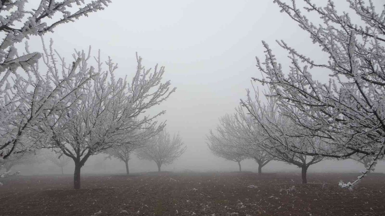 Böylesi ilk kez gürüldü: Kırağı ağaçların dallarını kırdı