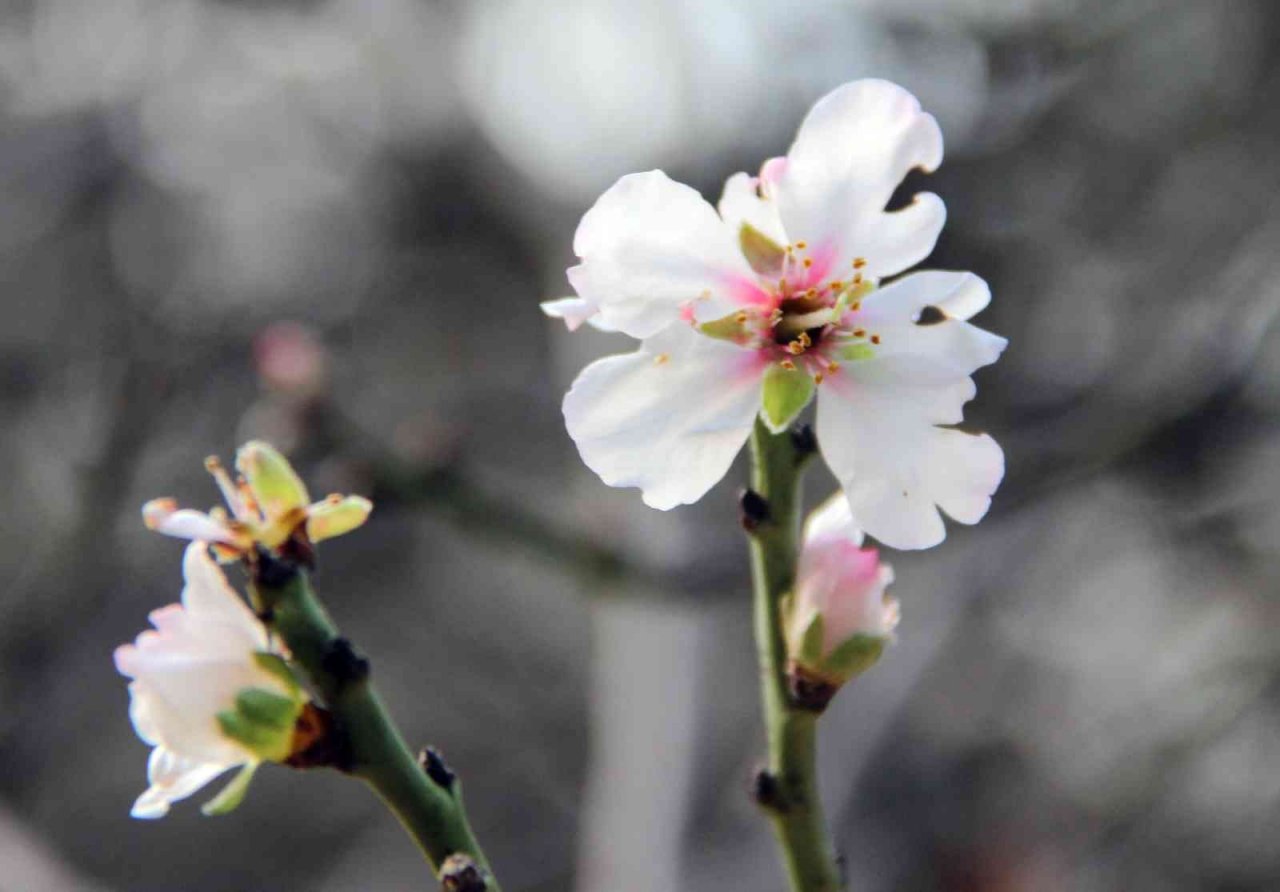 Ocak ayında ağaçlar çiçek açtı