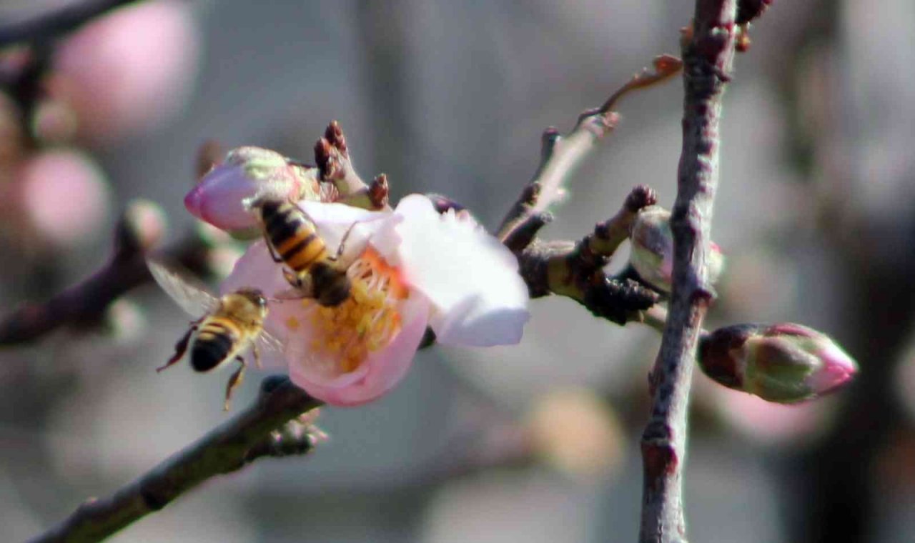 Ocak ayında ağaçlar çiçek açtı