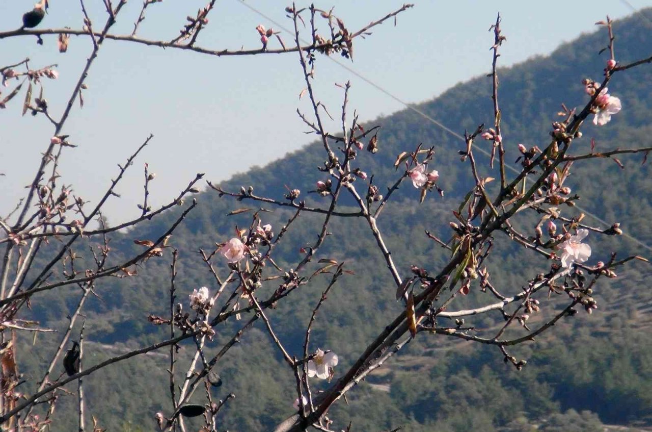 Ocak ayında ağaçlar çiçek açtı