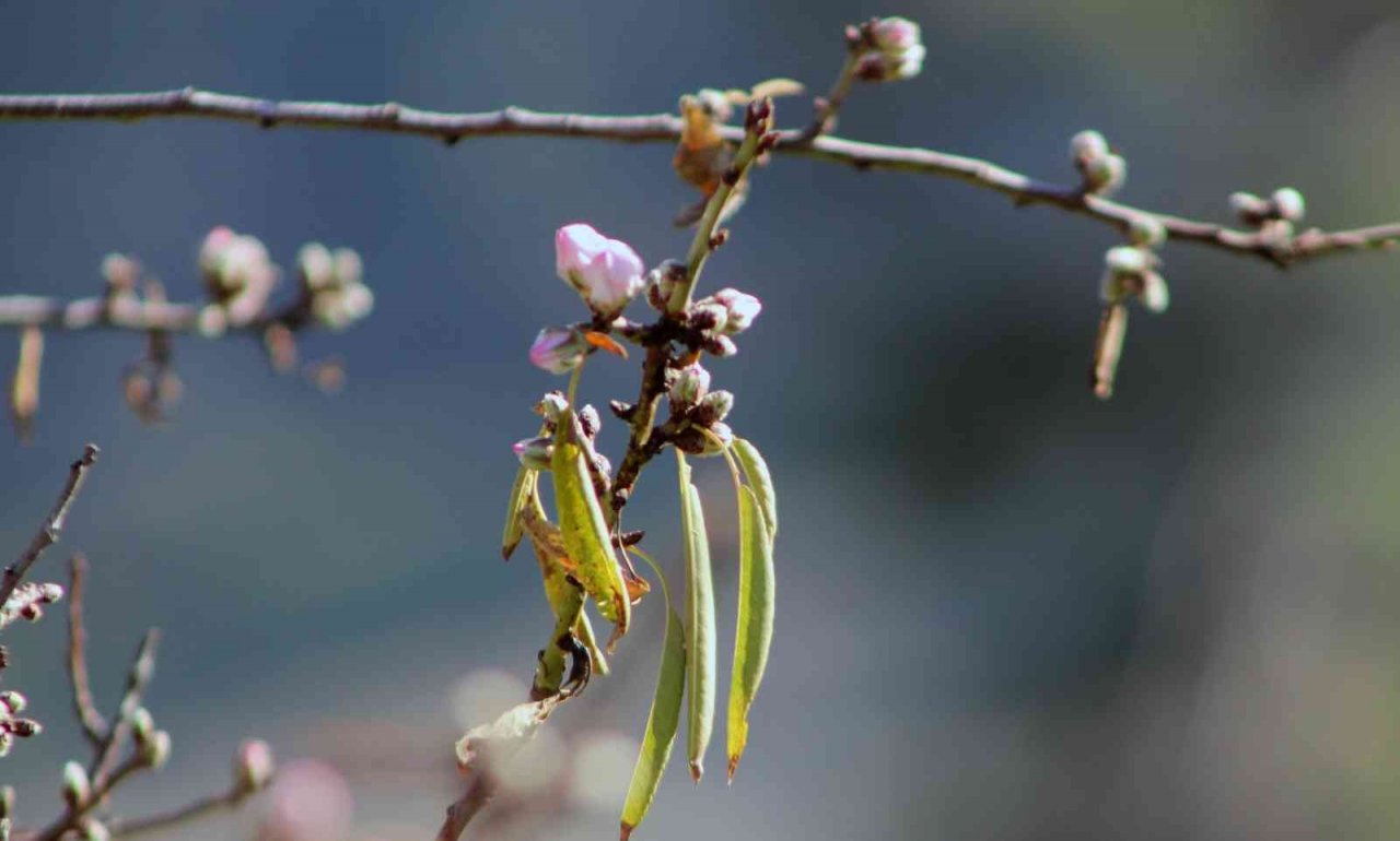 Ocak ayında ağaçlar çiçek açtı