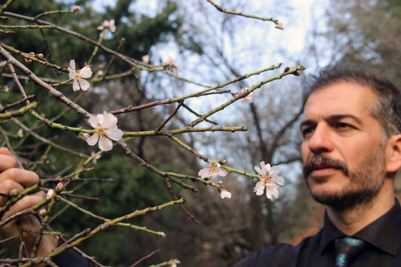 Ocak ayında ağaçlar çiçek açtı