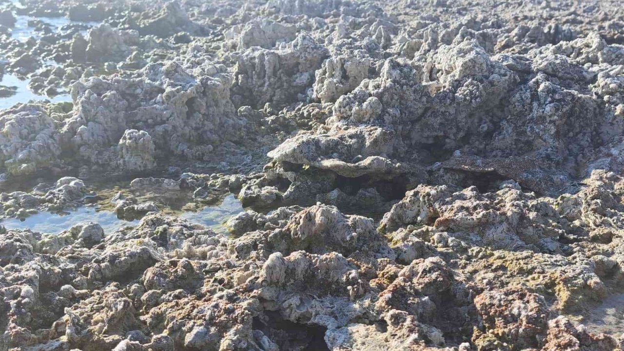 Van Gölü’nde su seviyesi düşmeye devam ediyor