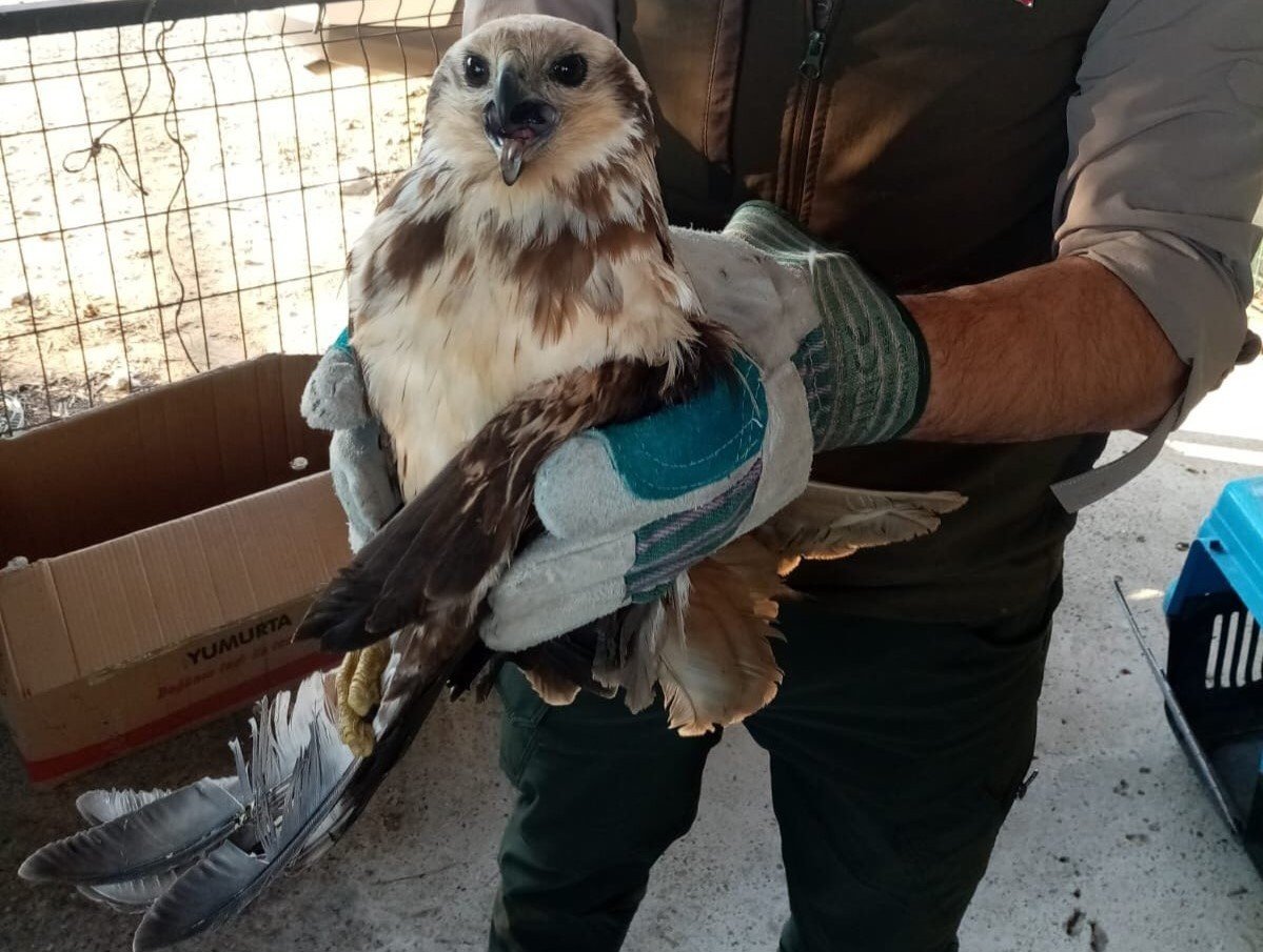 Yaralı bulunan saz delicesi kuşu, tedavi altına alındı