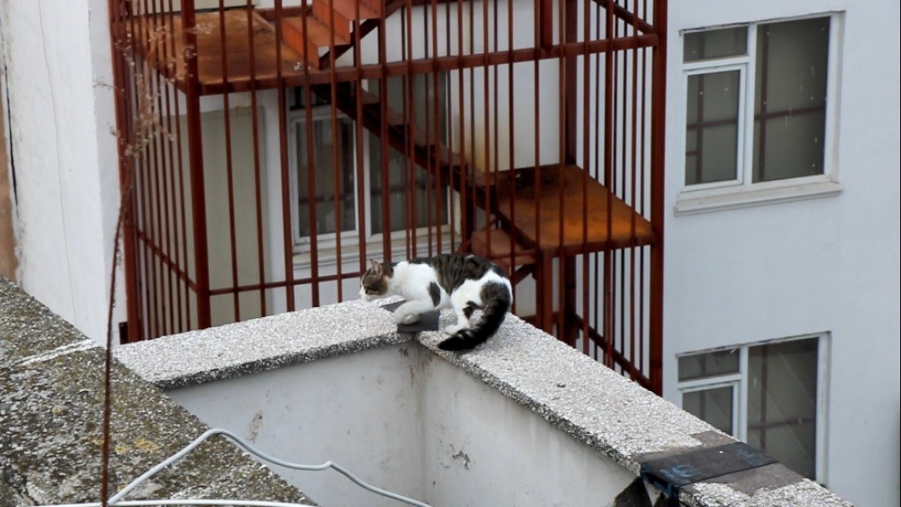Mahsur kalan kedi 5. kattan aşağıya 4 ayağının üstüne düştü