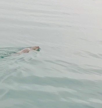 Atatürk Barajı’nda su samuru görüldü