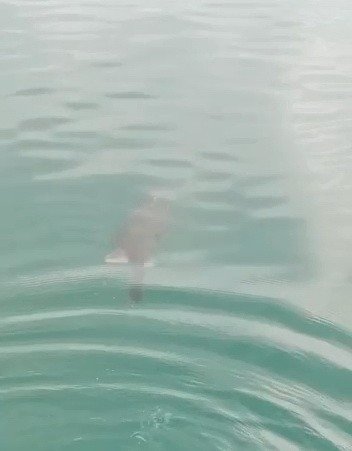 Atatürk Barajı’nda su samuru görüldü