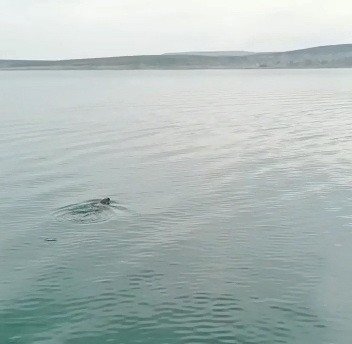 Atatürk Barajı’nda su samuru görüldü