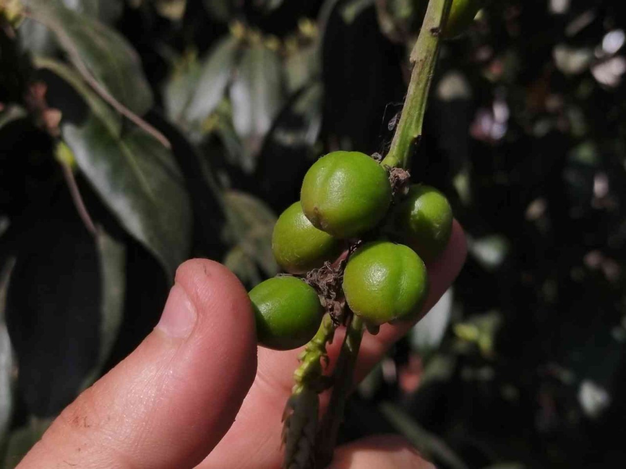 Ordu’da kış ortasında ‘karayemiş’ meyve verdi