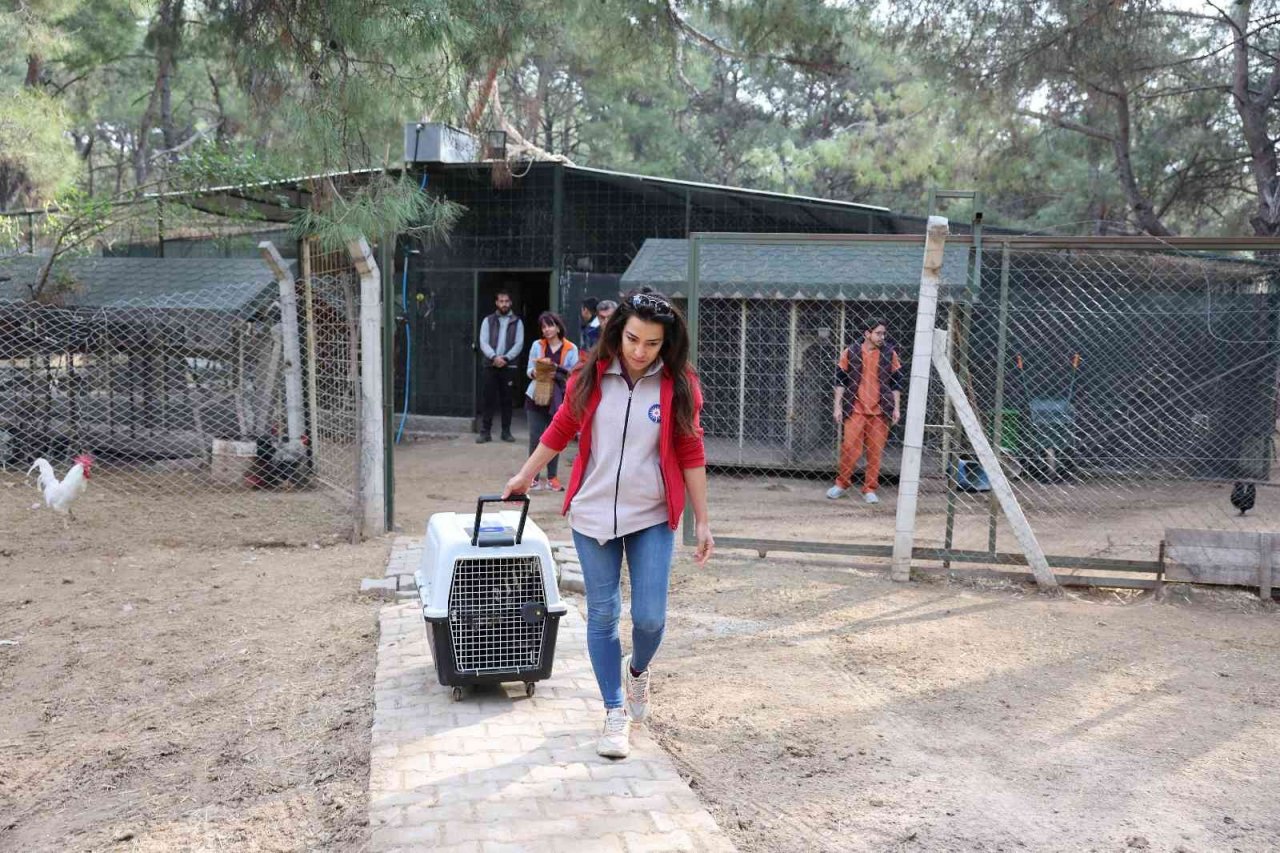 Tedavisi tamamlanan Kara Akbaba özgürlüğe kanat çırptı