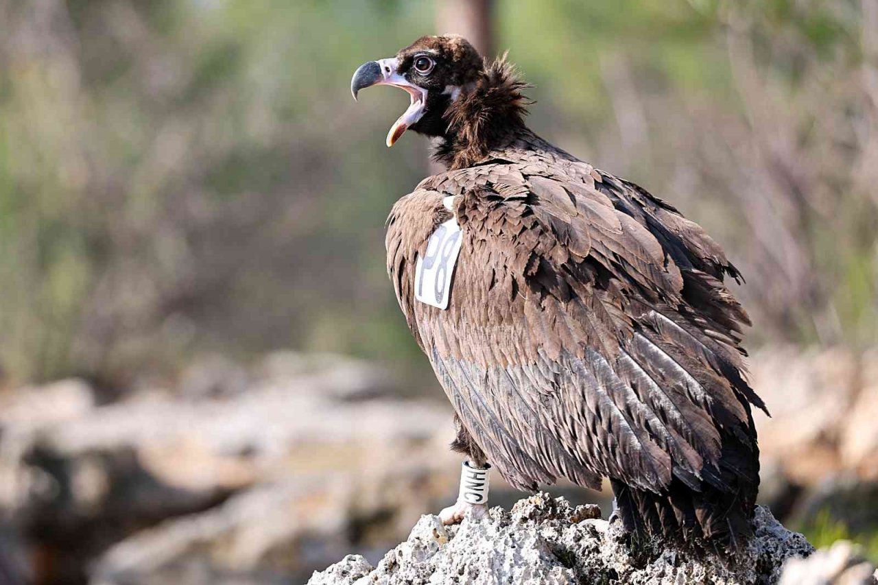Tedavisi tamamlanan Kara Akbaba özgürlüğe kanat çırptı