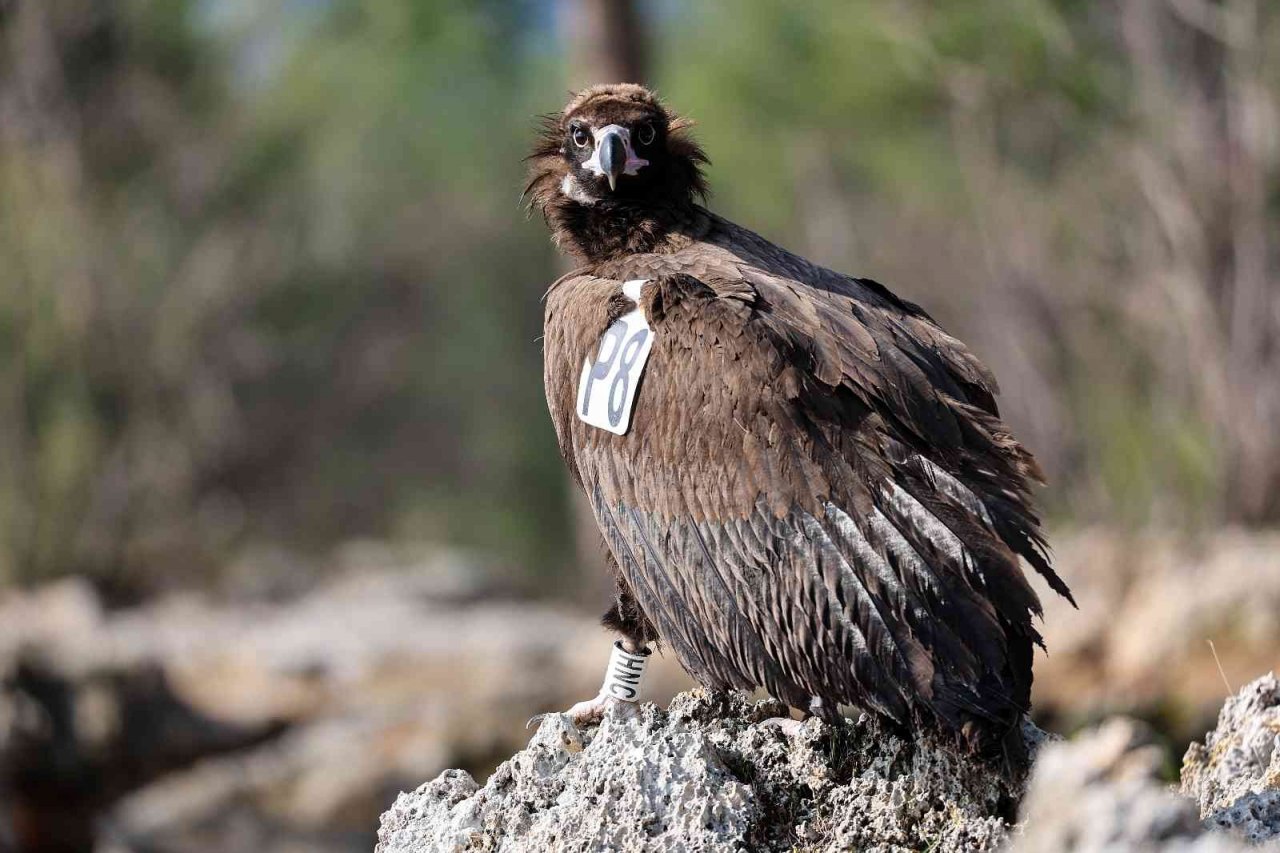 Tedavisi tamamlanan Kara Akbaba özgürlüğe kanat çırptı