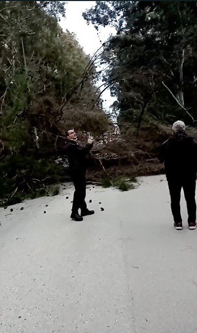 Fırtınanın devirdiği ağaç faciaya sebep oluyordu