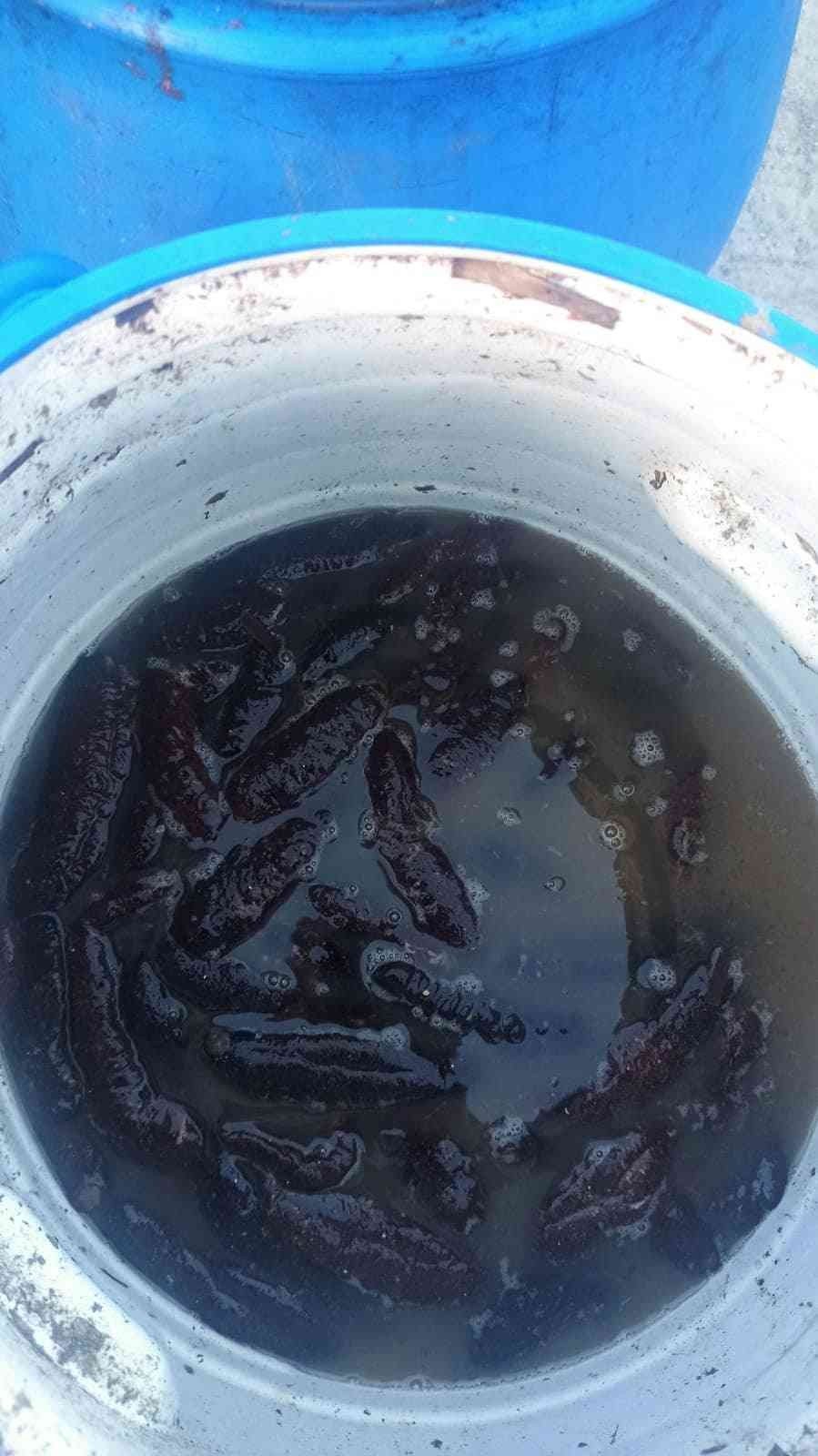 Didim’de deniz patlıcanı denetimi yapıldı