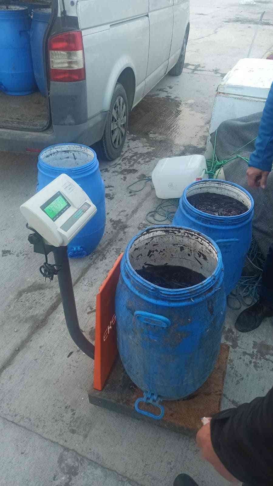 Didim’de deniz patlıcanı denetimi yapıldı