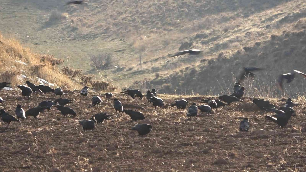 Bayburt çiftçisi açıkta kalan tarladaki buğday tohumlarını kargalardan koruyor