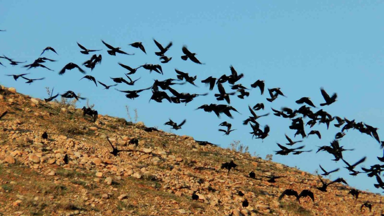 Bayburt çiftçisi açıkta kalan tarladaki buğday tohumlarını kargalardan koruyor