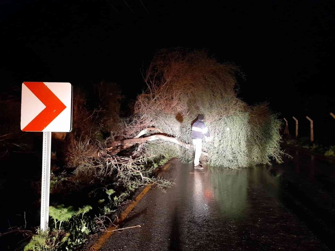 Fırtına Bodrum’da ağaçları devirdi