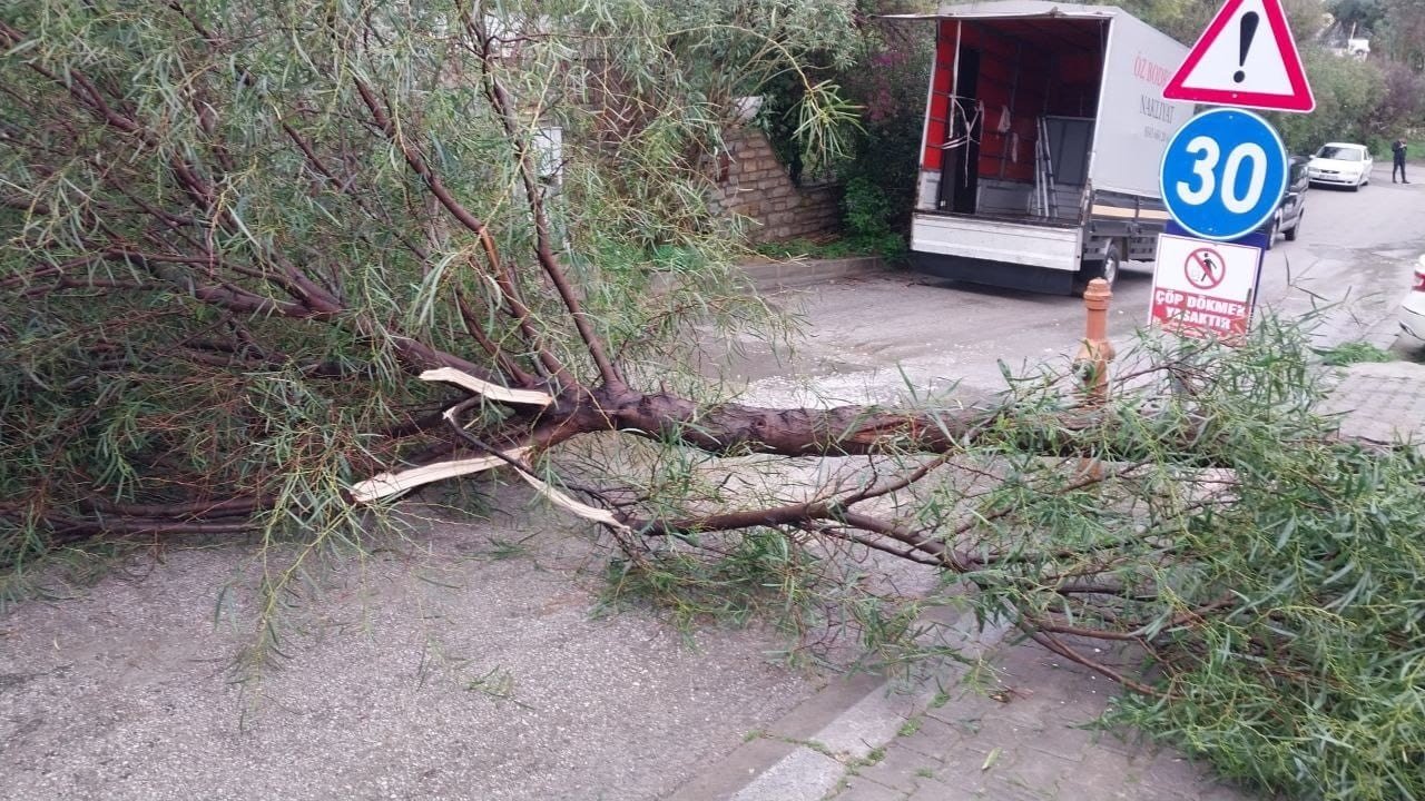 Fırtına Bodrum’da ağaçları devirdi