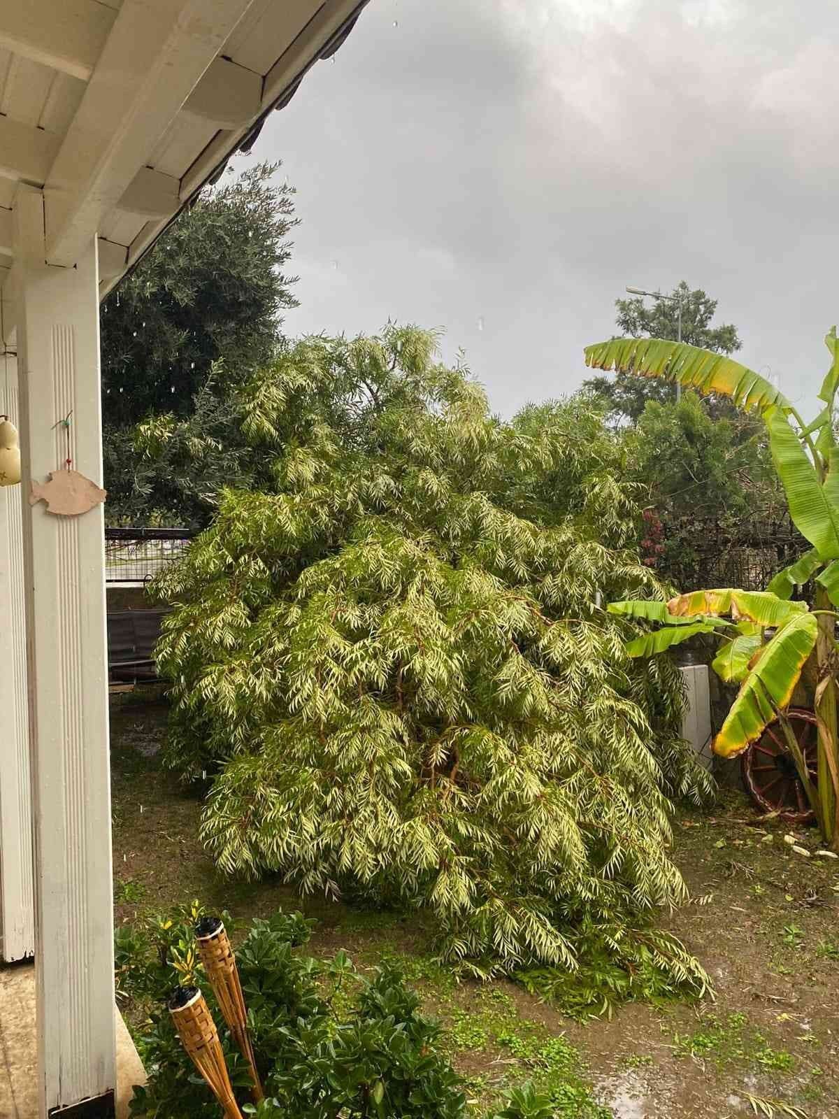 Fırtına Bodrum’da ağaçları devirdi