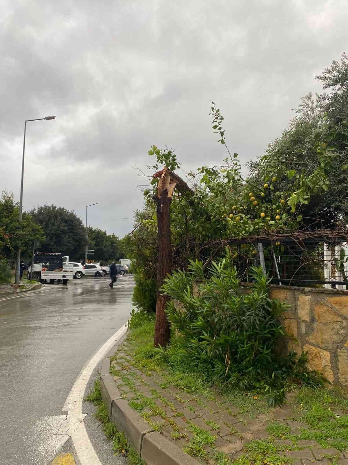 Fırtına Bodrum’da ağaçları devirdi