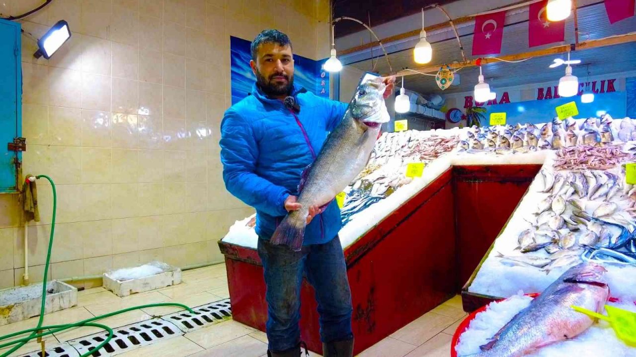 İzmir Foça tezgahlarında levrek bolluğu