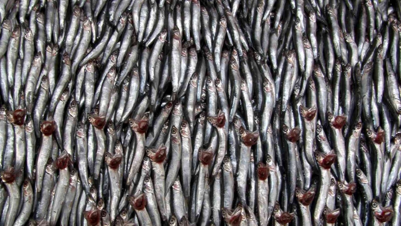 Kuraklık balıkları da vurdu