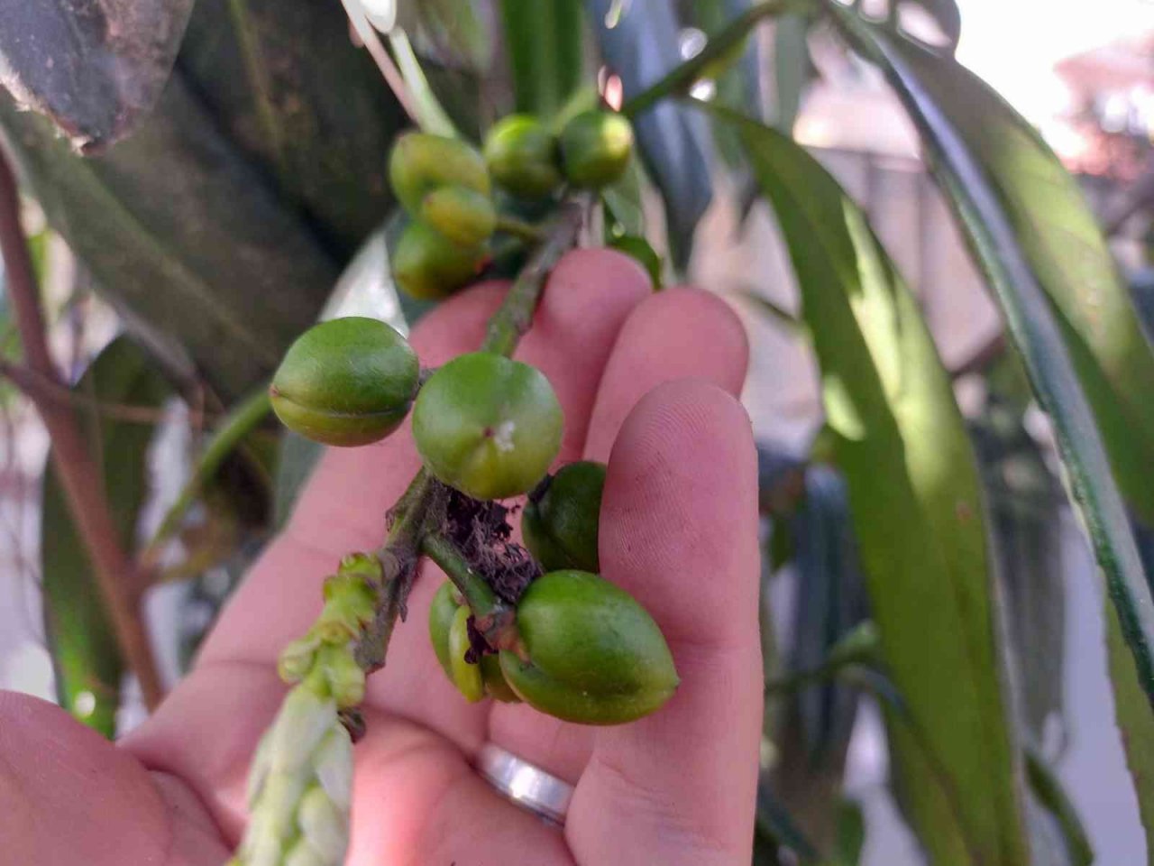 Ordu’da kış ortasında ‘karayemiş’ meyve verdi