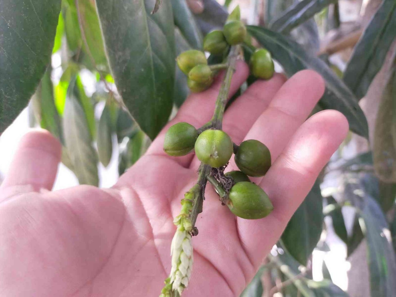 Ordu’da kış ortasında ‘karayemiş’ meyve verdi