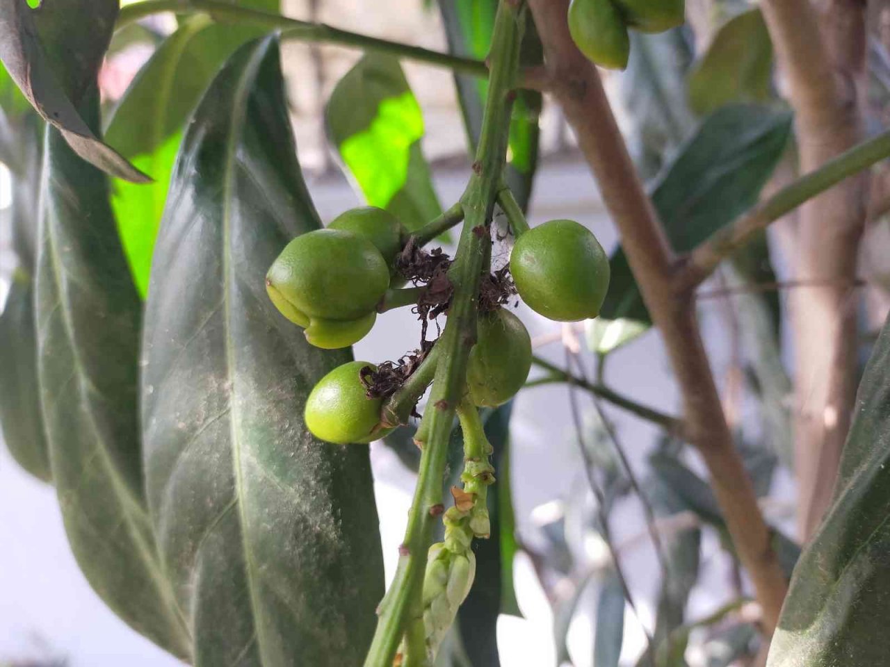 Ordu’da kış ortasında ‘karayemiş’ meyve verdi