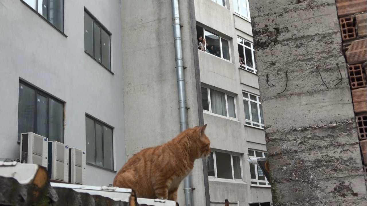 Mahsur kalan kedi 5. kattan aşağıya 4 ayağının üstüne düştü