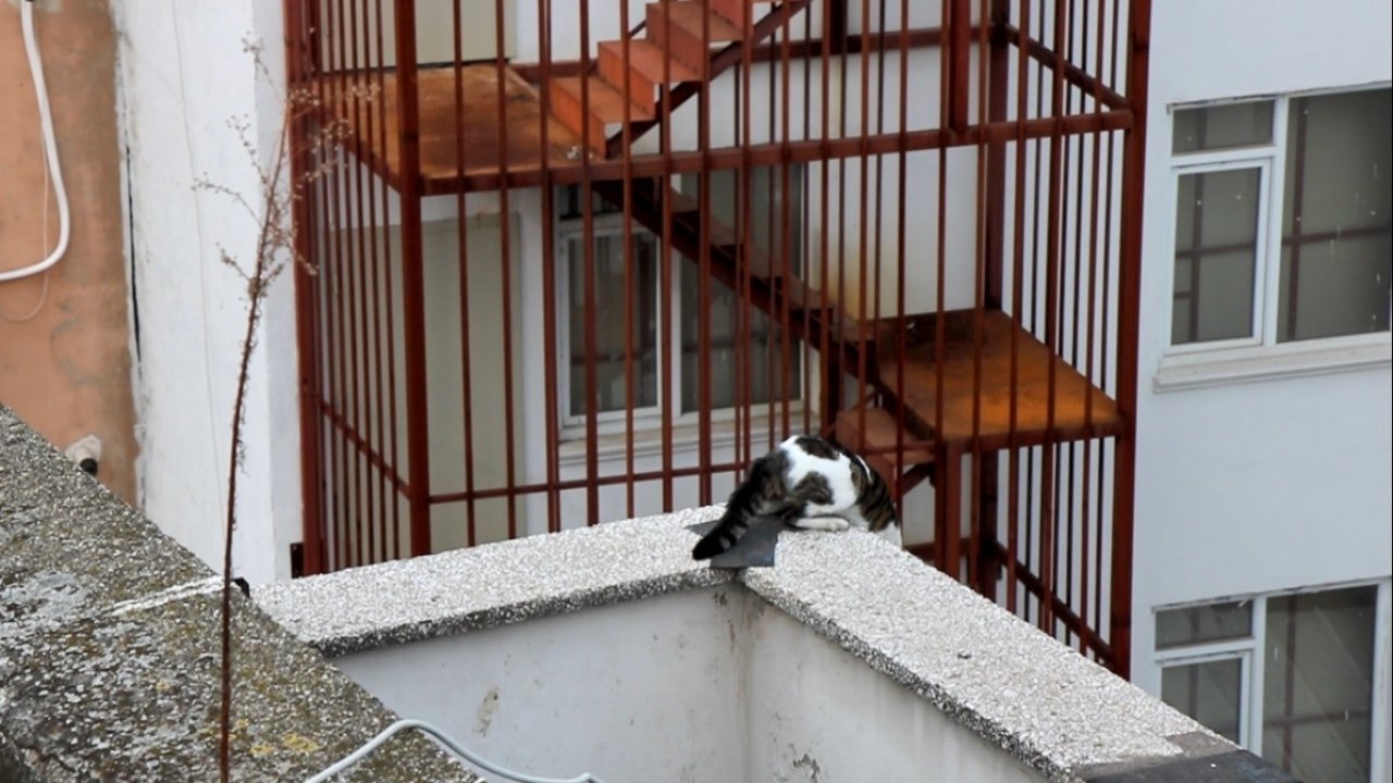 Mahsur kalan kedi 5. kattan aşağıya 4 ayağının üstüne düştü