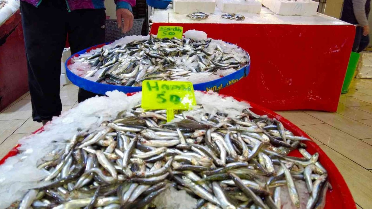 İzmir Foça tezgahlarında levrek bolluğu