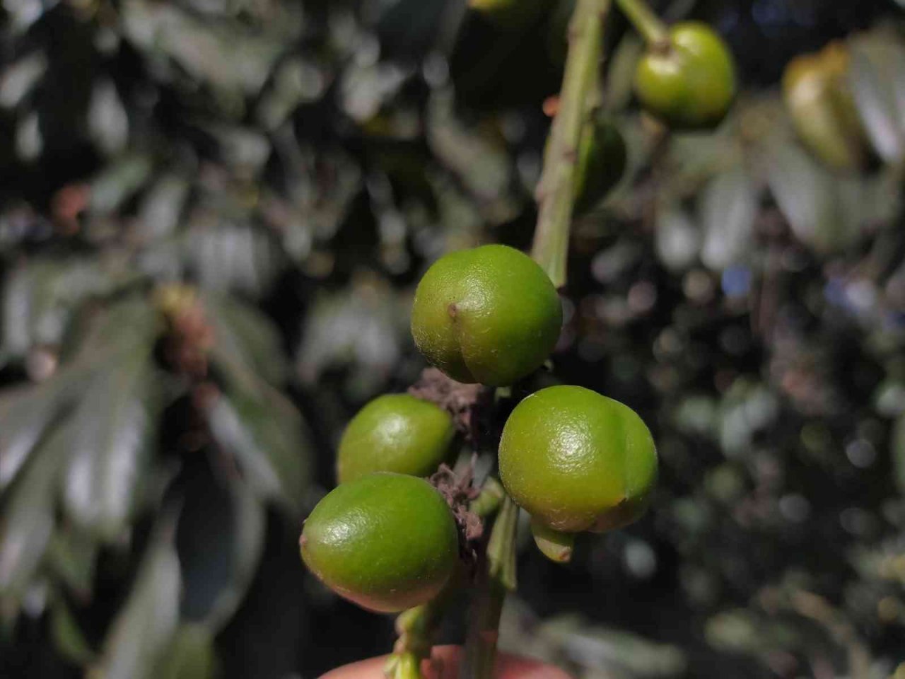 Ordu’da kış ortasında ‘karayemiş’ meyve verdi
