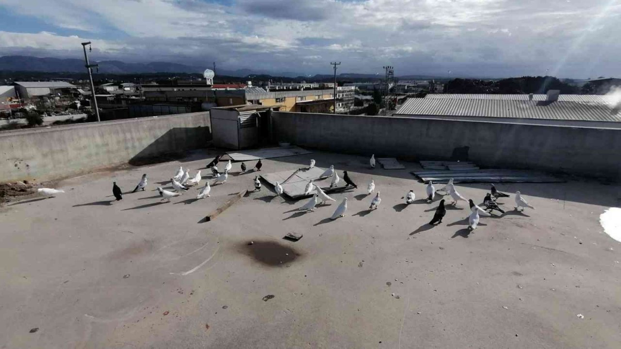 Güvercin kafeslerini vuran fırtınanın hasarı sabah ortaya çıktı