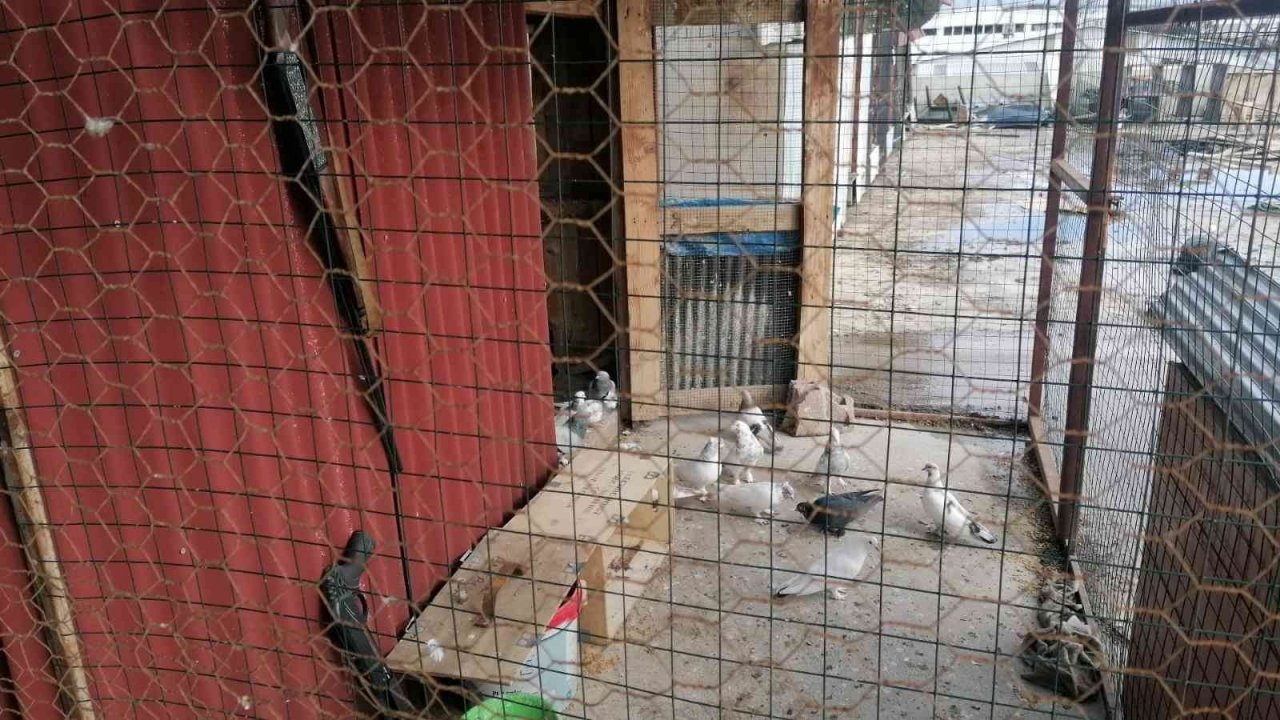 Güvercin kafeslerini vuran fırtınanın hasarı sabah ortaya çıktı