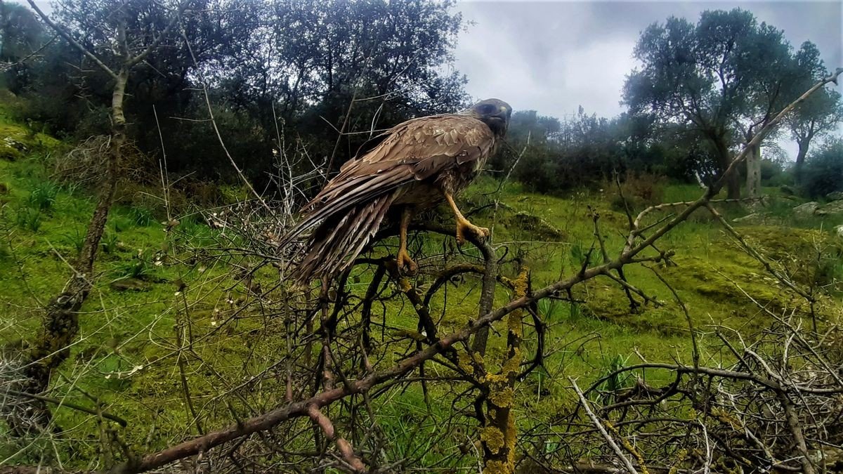 Gökyüzünün efendisi şahin, yaralı halde bulundu