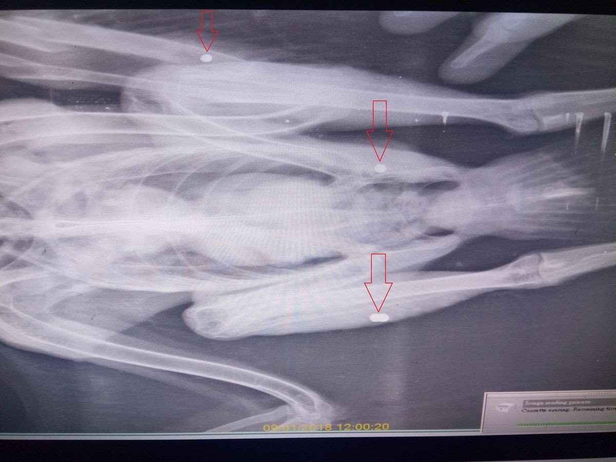 Gökyüzünün efendisi şahin, yaralı halde bulundu