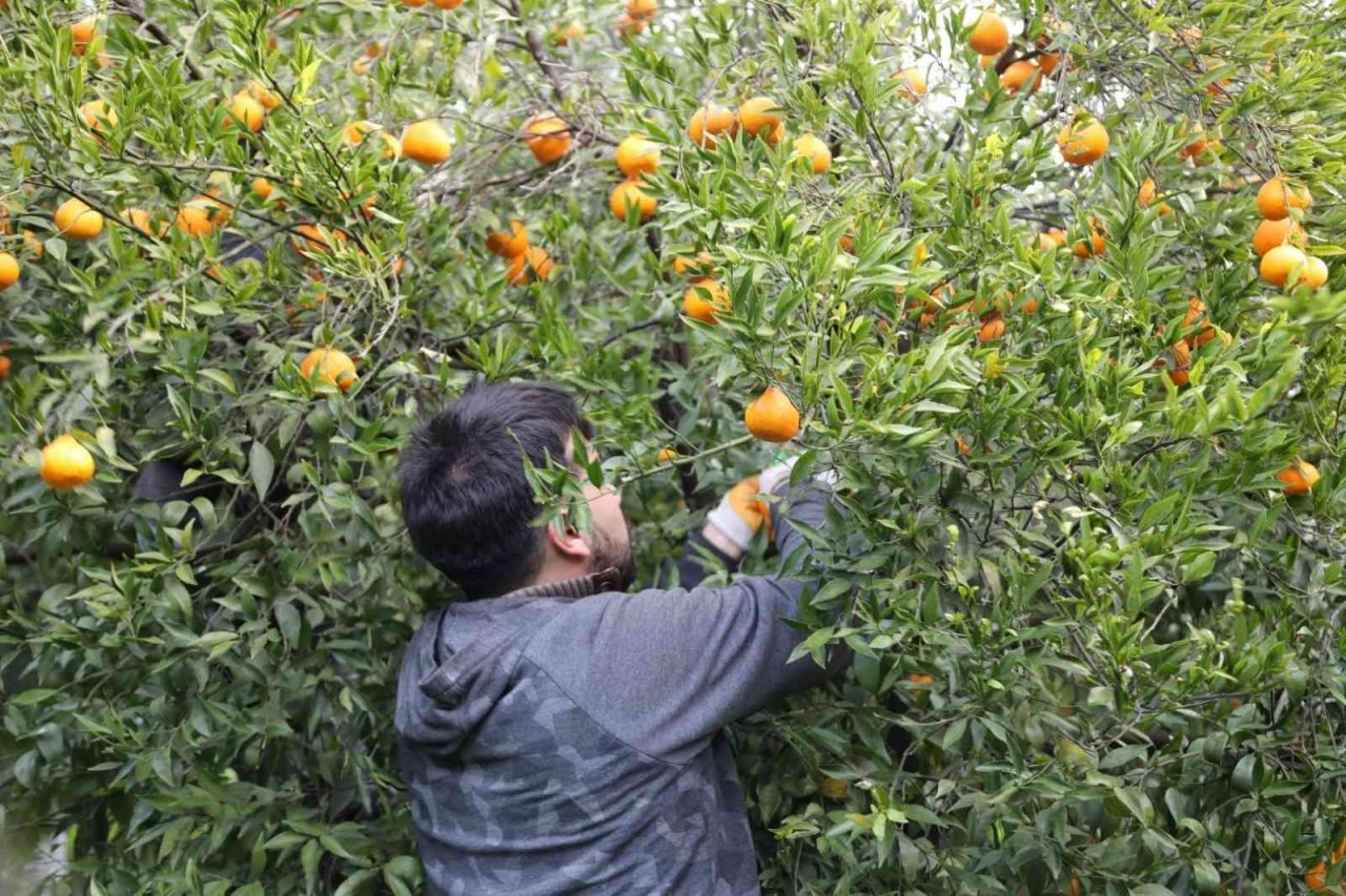 Bodrum Belediyesi, mandalina alımına devam ediyor