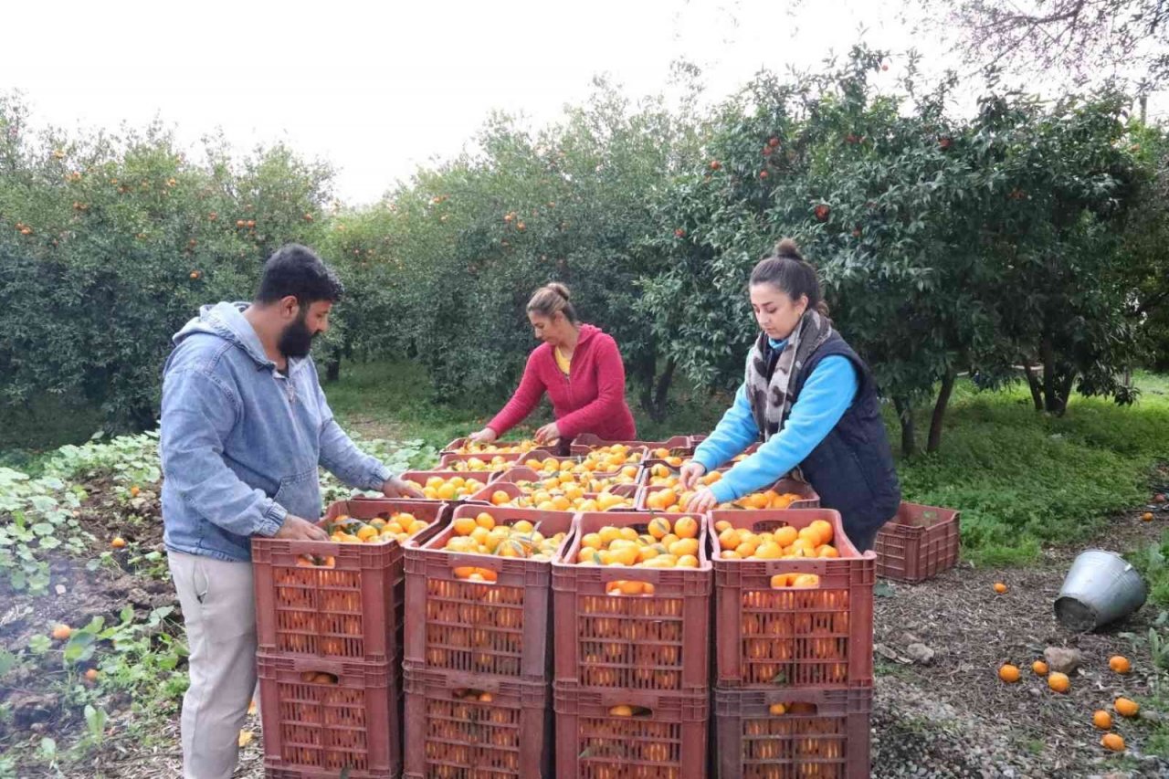 Bodrum Belediyesi, mandalina alımına devam ediyor