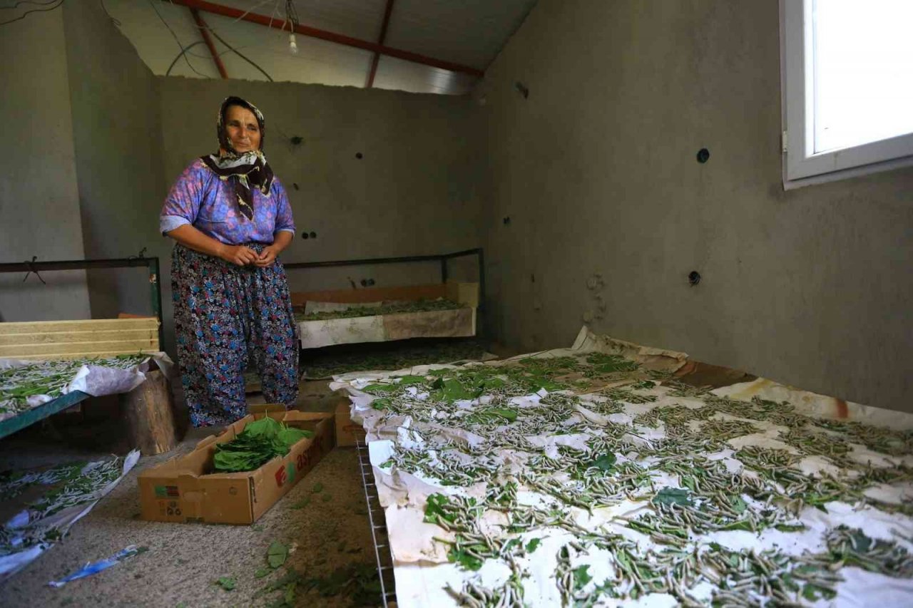 Büyükşehir dut fidanı üretiyor, ipekböcekçiliğini destekliyor