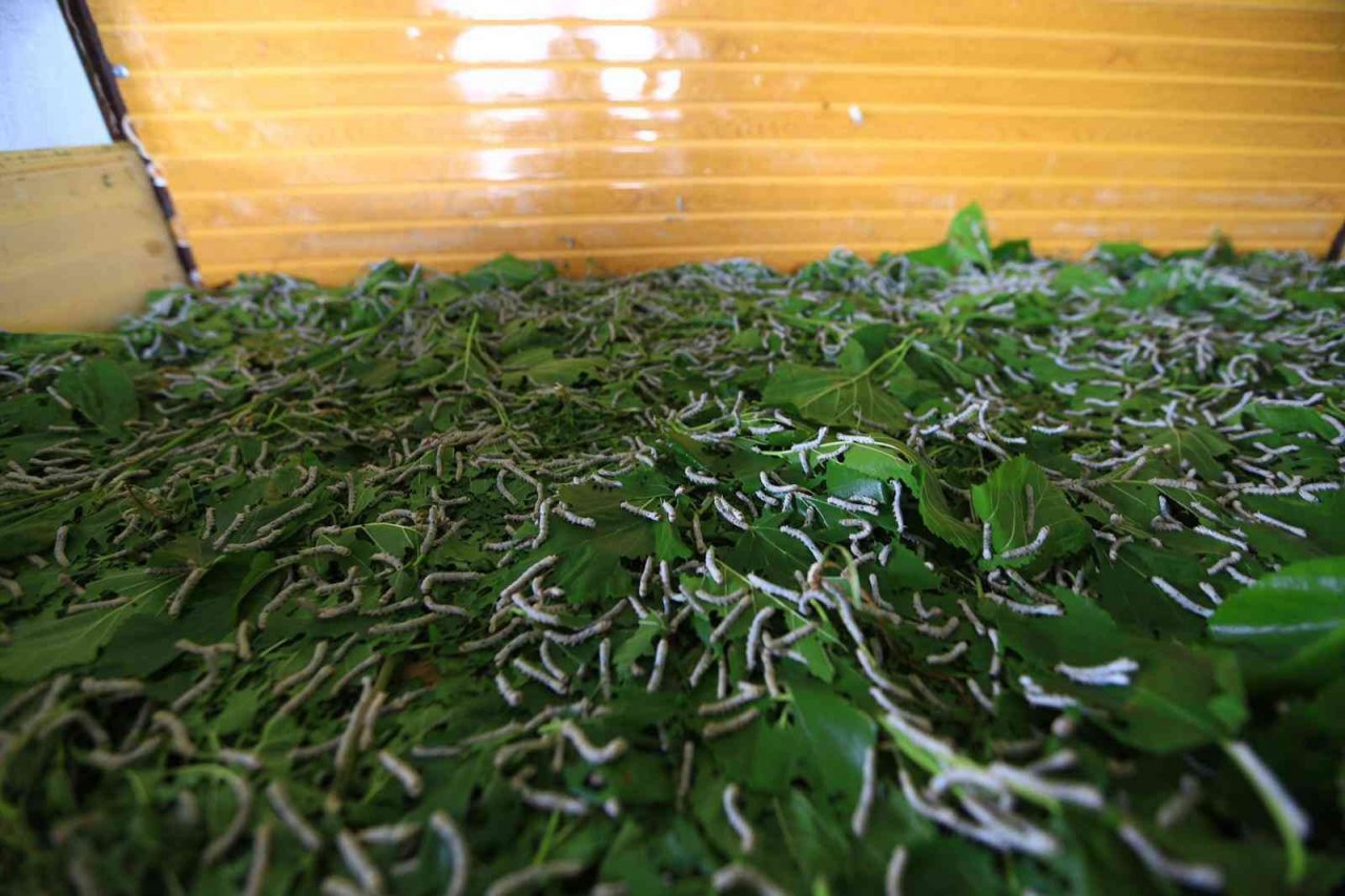 Büyükşehir dut fidanı üretiyor, ipekböcekçiliğini destekliyor