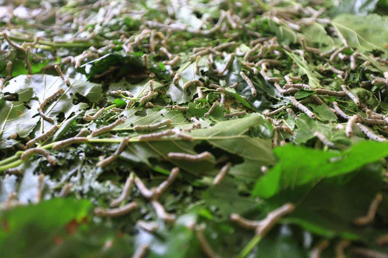 Büyükşehir dut fidanı üretiyor, ipekböcekçiliğini destekliyor