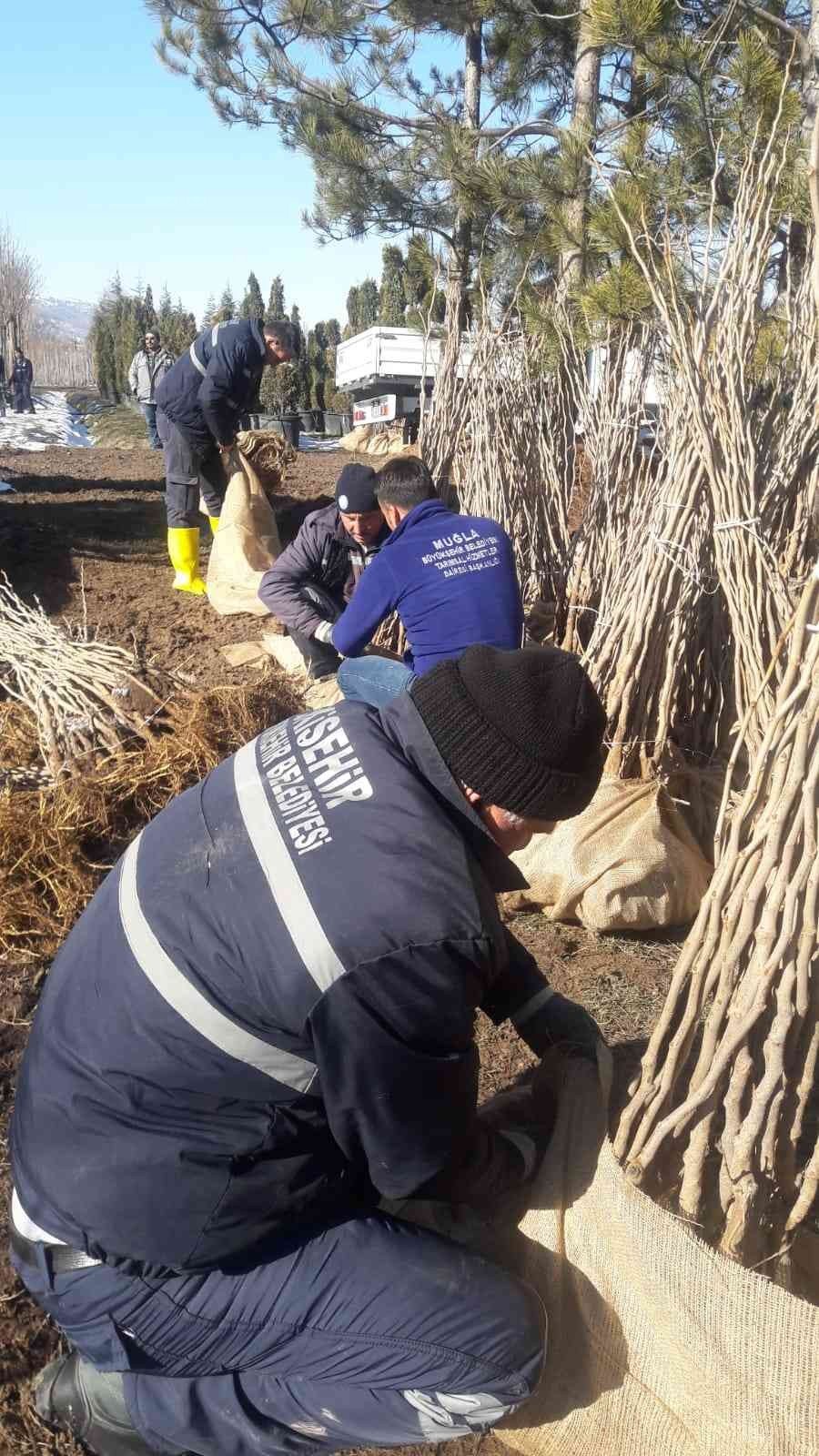 Büyükşehir dut fidanı üretiyor, ipekböcekçiliğini destekliyor