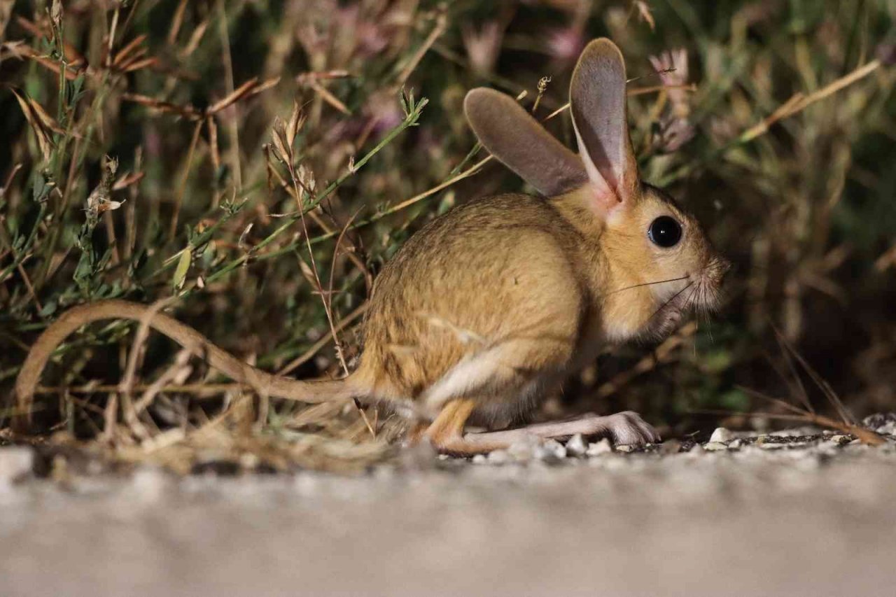 Dünyada kırmızı listede, Türkiye’de yakından görüntülendi